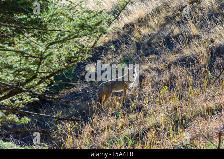 Coyote, Canis Latrans, Yellowstone-Nationalpark, Wyoming, USA Stockfoto