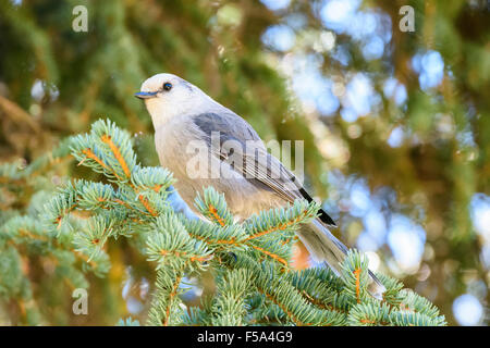 Grau-Jay, Perisoreus Canadensis, Yellowstone-Nationalpark, Wyoming, USA Stockfoto