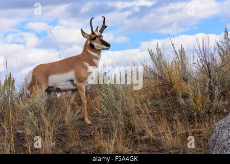 Pronghorn Antilope, Antilocapra Americana Yellowstone-Nationalpark, Wyoming, USA Stockfoto