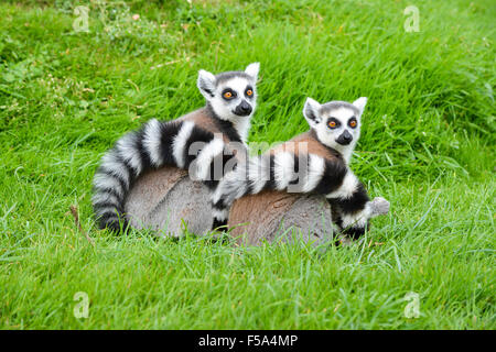 Ein paar der Ringtail Lemuren sitzen auf dem frischen saftigen grünen Rasen. Stockfoto