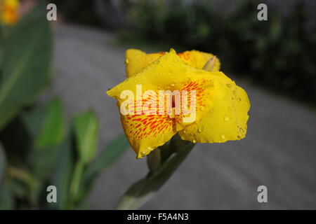 Gelbe Canna Lilie Stockfoto