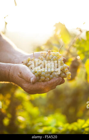 Harvest.Farmers Hände mit frisch geernteten Trauben in den sonnigen Weinbergen Stockfoto