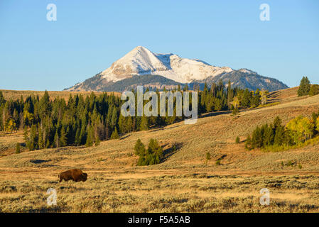 Amerikanische Bisons, Bison Bison (Büffel) in Swan Lake Flats, Gallatin Range, Yellowstone-Nationalpark, Wyoming, USA Stockfoto