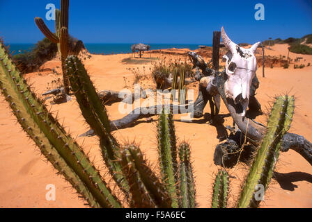 Ceara Zustand Küste im Nordosten Brasiliens. Kakteen und Rinder Knochen auf den Sanddünen. Stockfoto