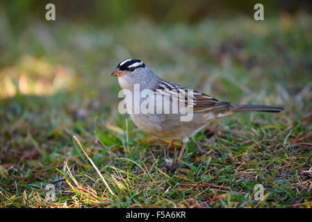 Weiß gekrönt Spatz, Zonotrichia Leucophrys, Yellowstone-Nationalpark, Wyoming, USA Stockfoto