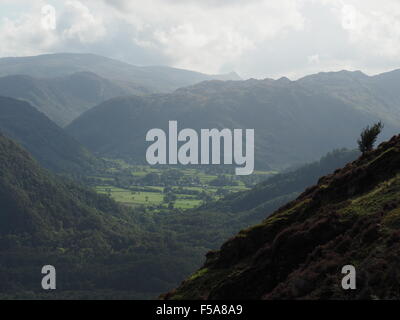 Borrowdale und umliegenden Fells von Pisten von Maiden Moor auf Newlands Hufeisen in Cumbria UK mit kleinen Vordergrund Baum gesehen Stockfoto