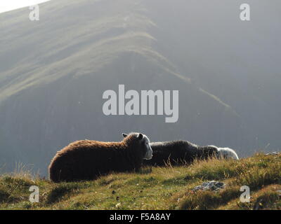 Sonnendurchflutetes Herdwick Schafe auf grasbewachsenen Hügel Fells oben Borrowdale Cumbria Lake District mit schattigen hängen im Hintergrund Stockfoto