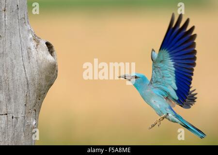 Blauracke (Coracias Garrulus), fliegen mit Beute im Schnabel, Nationalpark Kiskunság, Ungarn Stockfoto