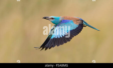 Blauracke (Coracias Garrulus), fliegen mit Beute im Schnabel, Nationalpark Kiskunság, Ungarn Stockfoto