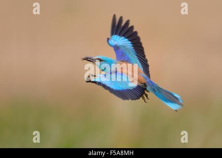 Blauracke (Coracias Garrulus), fliegen mit Beute im Schnabel, Nationalpark Kiskunság, Ungarn Stockfoto