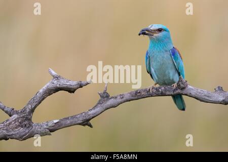 Blauracke (Coracias Garrulus), thront mit Beute im Schnabel, Nationalpark Kiskunság, Ungarn Stockfoto