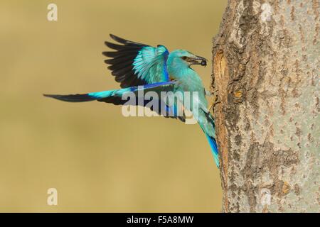 Blauracke (Coracias Garrulus), landet auf dem Verschachtelung Loch mit Beute im Schnabel, Nationalpark Kiskunság, Ungarn Stockfoto