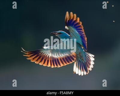 Blauracke (Coracias Garrulus), fliegen mit Beute im Schnabel, Contre-Jour, Nationalpark Kiskunság, Ungarn Stockfoto