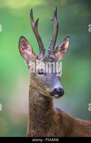 Reh (Capreolus Capreolus) Rehbock im Sommer Mantel, Porträt, Nationalpark Kiskunság, Ungarn Stockfoto