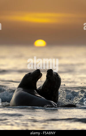 Grau (Halichoerus Grypus) dichtet, Jugendliche Herumspielen bei Sonnenuntergang, Helgoland, Schleswig-Holstein, Deutschland Stockfoto