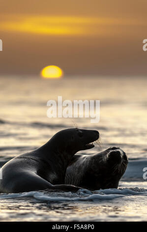 Grau (Halichoerus Grypus) dichtet, Jugendliche Herumspielen bei Sonnenuntergang, Helgoland, Schleswig-Holstein, Deutschland Stockfoto