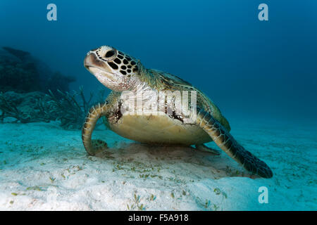 Grüne Meeresschildkröte (Chelonia Mydas) ruht auf sandigen Meeresboden, Great Barrier Reef, UNESCO-Weltkulturerbe, Pazifik, Australien Stockfoto