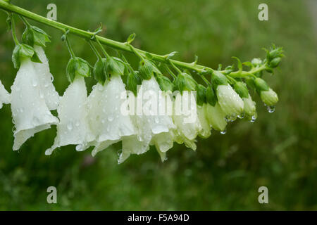 Fingerhut (Digitalis Purpurea) Nahaufnahme von Regen Tropfen fallen Blumen in der weißen form Stockfoto