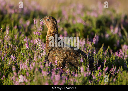Weibliche Moorschneehühner, lateinischer Name Lagopus Lagopus Scotica, unter blühenden Heidekraut Stockfoto