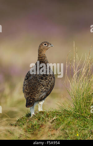 Männliche Moorschneehühner, lateinischer Name Lagopus Lagopus Scotica, am Moor Stockfoto