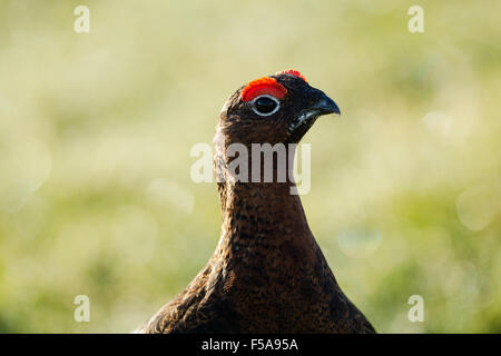 Männliche Moorschneehühner, lateinischer Name Lagopus Lagopus Scotica, Hintergrundbeleuchtung zeigt helle rote Augen wattles Stockfoto