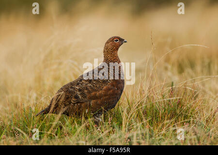 Männliche Moorschneehühner, lateinischer Name Lagopus Lagopus Scotica unter Heidekraut und Gräsern Stockfoto