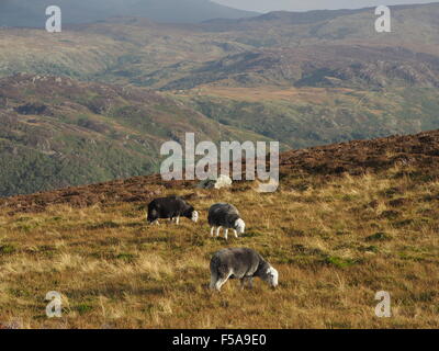 Herdwick Schafe weiden auf sonnigen groben Rasen fiel über Borrowdale Cumbria Lake District mit entfernten Hügeln im Hintergrund Stockfoto