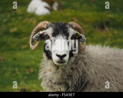 Weißen konfrontiert Swaledale fiel Schafe direkt in die Kamera schaut Stockfoto