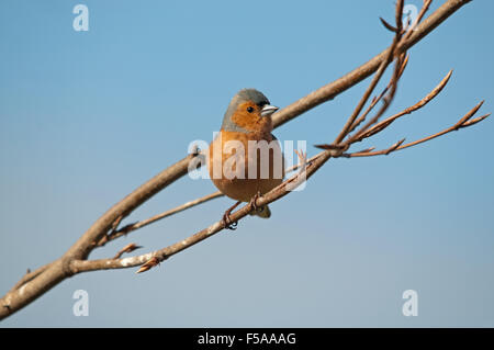 Männliche Buchfink in Kupfer Beach Tree Stockfoto