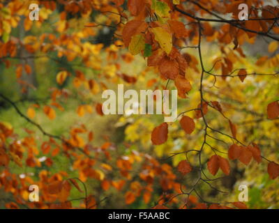 gelb gold und grün Maßwerk der Herbst Blätter und Zweige in einem typischen weichen Fall Bild Stockfoto