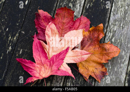 Eine Sammlung von Herbstlaub liegend auf einer Holzoberfläche Stockfoto