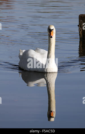 Bushy Park, SW London. 31. Oktober 2015. Ein Höckerschwan gleitet ruhig entlang des Flusses Longford in Bushy Park, an einem schönen sonnigen Tag im Südosten Englands mit Temperaturen bis zu einem warmen 18 Grad. Bildnachweis: Julia Gavin UK/Alamy Live-Nachrichten Stockfoto