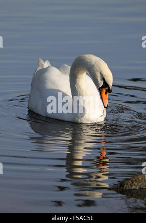 Bushy Park, SW London. 31. Oktober 2015. Ein Höckerschwan gleitet ruhig entlang des Flusses Longford in Bushy Park, an einem schönen sonnigen Tag im Südosten Englands mit Temperaturen bis zu einem warmen 18 Grad. Bildnachweis: Julia Gavin UK/Alamy Live-Nachrichten Stockfoto