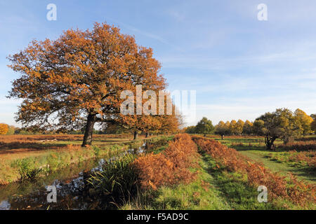 Bushy Park, SW London. 31. Oktober 2015. Wetter: Die satten Farben des Herbstes am Flussufer Longford in Bushy Park, wo die goldenen Blätter an einem schönen sonnigen Tag im Südosten Englands mit Temperaturen bis zu einem warmen 18 Grad gegen den blauen Himmel atemberaubend aussehen. Bildnachweis: Julia Gavin UK/Alamy Live-Nachrichten Stockfoto