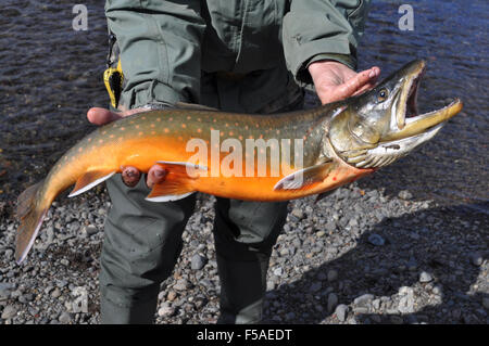 Bergbau, Fischerei - arktische Zeichen Foto von fangfrischem Lachs. Stockfoto