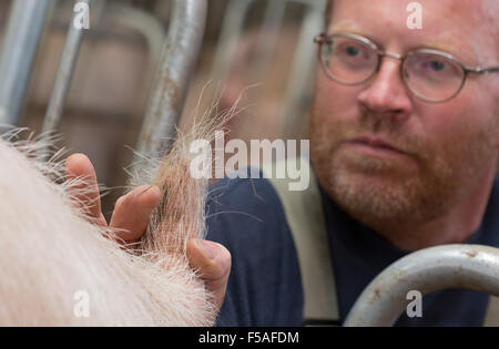 Münster, Deutschland. 30. Oktober 2015. Hans-Georg Hartmann sieht auf der Anklagebank tailed eines Schweins auf einem Bauernhof in Münster, 30. Oktober 2015. Der Besitzer des Schweins, Landwirt Hartmann, ist einer der 15 Bauern im Bundesstaat North Rhine-Westphalia, die Erfahrung mit Long-tailed Schweine gewinnt. Die Landwirtschaftskammer und Vereine einigten sich auf Verzicht auf die Routine der Verkürzung von Schwänzen bei Schweinen Anfang 2014. Foto: Friso Gentsch/Dpa/Alamy Live News Stockfoto