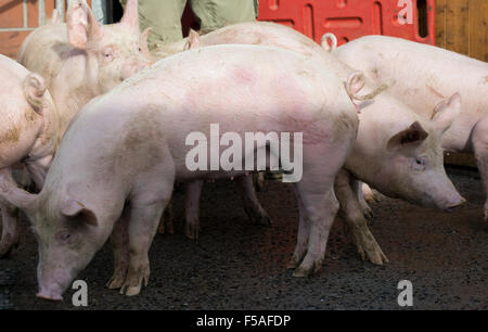 Münster, Deutschland. 30. Oktober 2015. Schweine mit geschweiften Schwänzen auf einem Bauernhof in Münster, 30. Oktober 2015. Der Besitzer des Schweins, Landwirt Hartmann, ist einer der 15 Bauern im Bundesstaat North Rhine-Westphalia, die Erfahrung mit Long-tailed Schweine gewinnt. Die Landwirtschaftskammer und Vereine einigten sich auf Verzicht auf die Routine der Verkürzung von Schwänzen bei Schweinen Anfang 2014. Foto: Friso Gentsch/Dpa/Alamy Live News Stockfoto