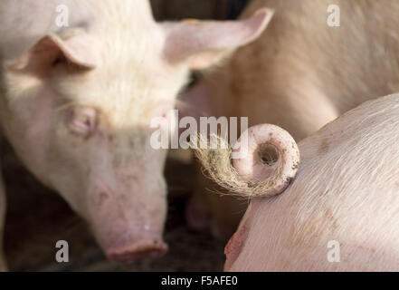 Münster, Deutschland. 30. Oktober 2015. Schweine mit geschweiften Schwänzen auf einem Bauernhof in Münster, 30. Oktober 2015. Der Besitzer des Schweins, Landwirt Hartmann, ist einer der 15 Bauern im Bundesstaat North Rhine-Westphalia, die Erfahrung mit Long-tailed Schweine gewinnt. Die Landwirtschaftskammer und Vereine einigten sich auf Verzicht auf die Routine der Verkürzung von Schwänzen bei Schweinen Anfang 2014. Foto: Friso Gentsch/Dpa/Alamy Live News Stockfoto