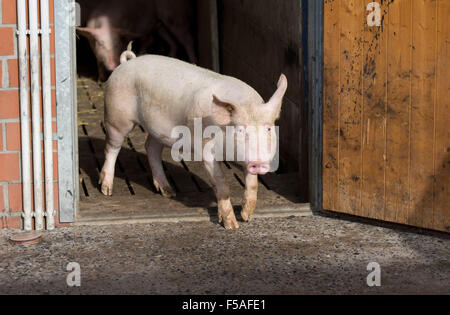 Münster, Deutschland. 30. Oktober 2015. Ein Schwein mit Ringelschwanz auf einem Bauernhof in Münster, 30. Oktober 2015. Der Besitzer des Schweins, Landwirt Hartmann, ist einer der 15 Bauern im Bundesstaat North Rhine-Westphalia, die Erfahrung mit Long-tailed Schweine gewinnt. Die Landwirtschaftskammer und Vereine einigten sich auf Verzicht auf die Routine der Verkürzung von Schwänzen bei Schweinen Anfang 2014. Foto: Friso Gentsch/Dpa/Alamy Live News Stockfoto