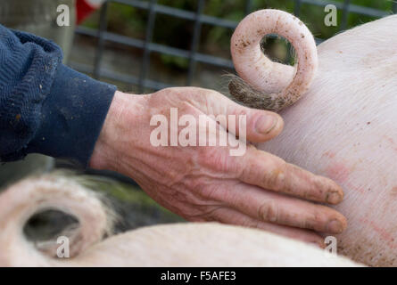 Münster, Deutschland. 30. Oktober 2015. Curly Tails von Schweinen auf einem Bauernhof in Münster, 30. Oktober 2015 gesehen. Der Besitzer des Schweins, Landwirt Hartmann, ist einer der 15 Bauern im Bundesstaat North Rhine-Westphalia, die Erfahrung mit Long-tailed Schweine gewinnt. Die Landwirtschaftskammer und Vereine einigten sich auf Verzicht auf die Routine der Verkürzung von Schwänzen bei Schweinen Anfang 2014. Foto: Friso Gentsch/Dpa/Alamy Live News Stockfoto