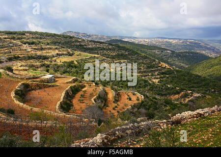 Nördlichen Galiläa Terrassen, Israel Stockfoto