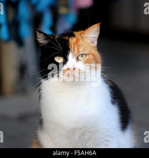 Schöne drei farbige Katze fotografiert hautnah Stockfoto