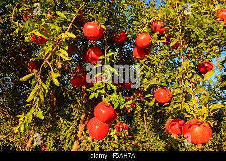 Granatapfel auf Baum Stockfoto