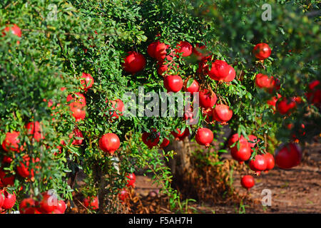 Granatapfel Baum Obstgarten Stockfoto