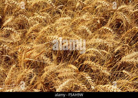 Reife Weizen im Feld Stockfoto