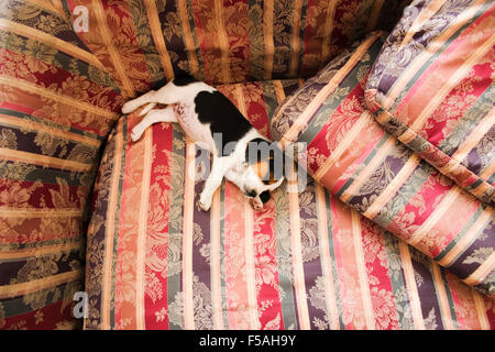 Beagle Welpen schlafen auf sofa Stockfoto