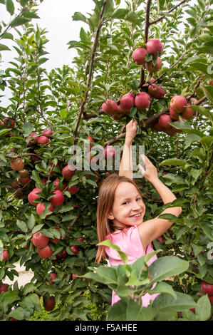 Lächelnde Mädchen pflücken Äpfel im Obstgarten Stockfoto