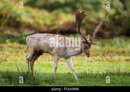 Europäischer Damhirsch Hirsch (Dama Dama Dama) mit dem beeindruckenden Geweih roaming in offenes Grasland Stockfoto