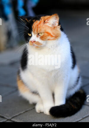 Schöne drei farbige Katze fotografiert hautnah Stockfoto