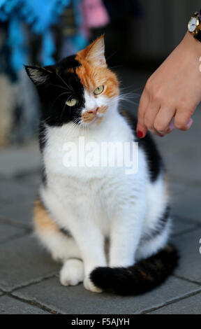 Schöne drei farbige Katze fotografiert hautnah Stockfoto